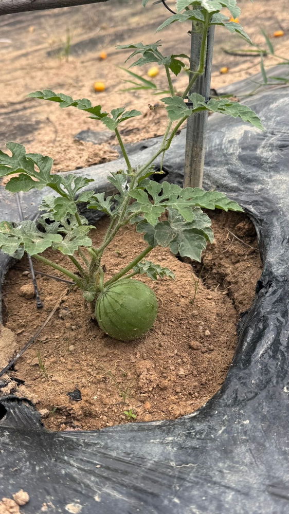 작은 수박 🍉