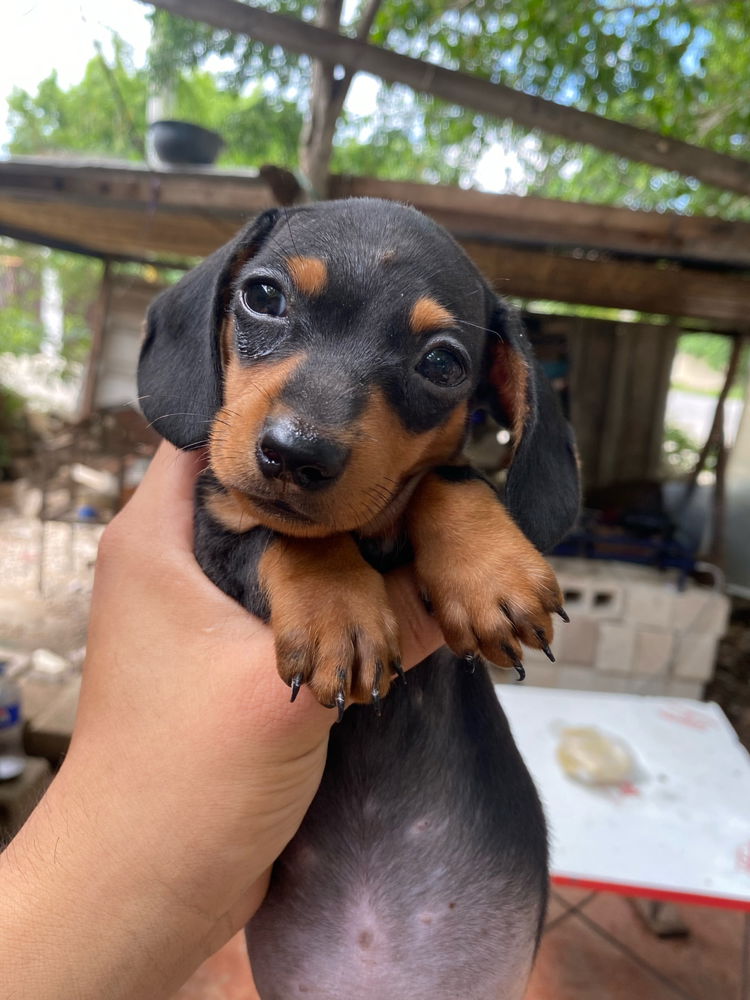 Mi perrito