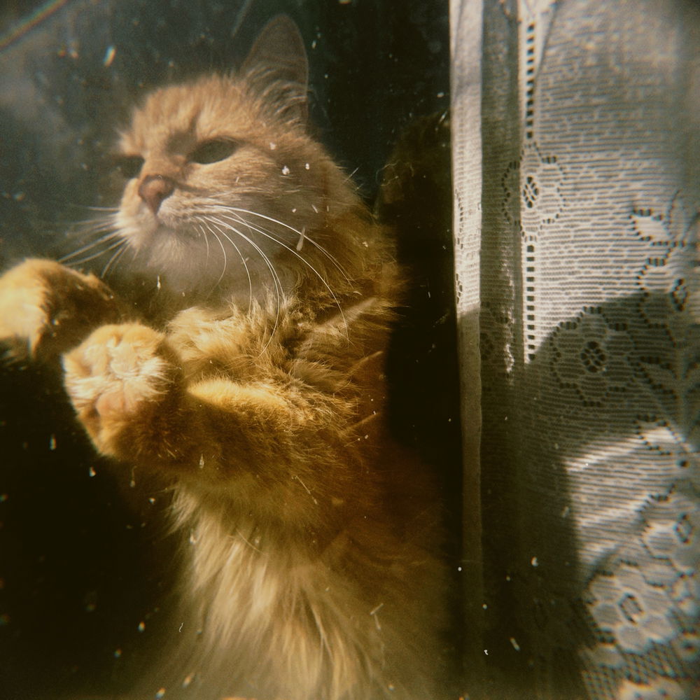📷🐈