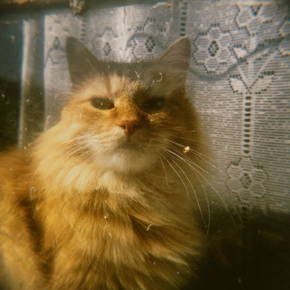 📷🐈