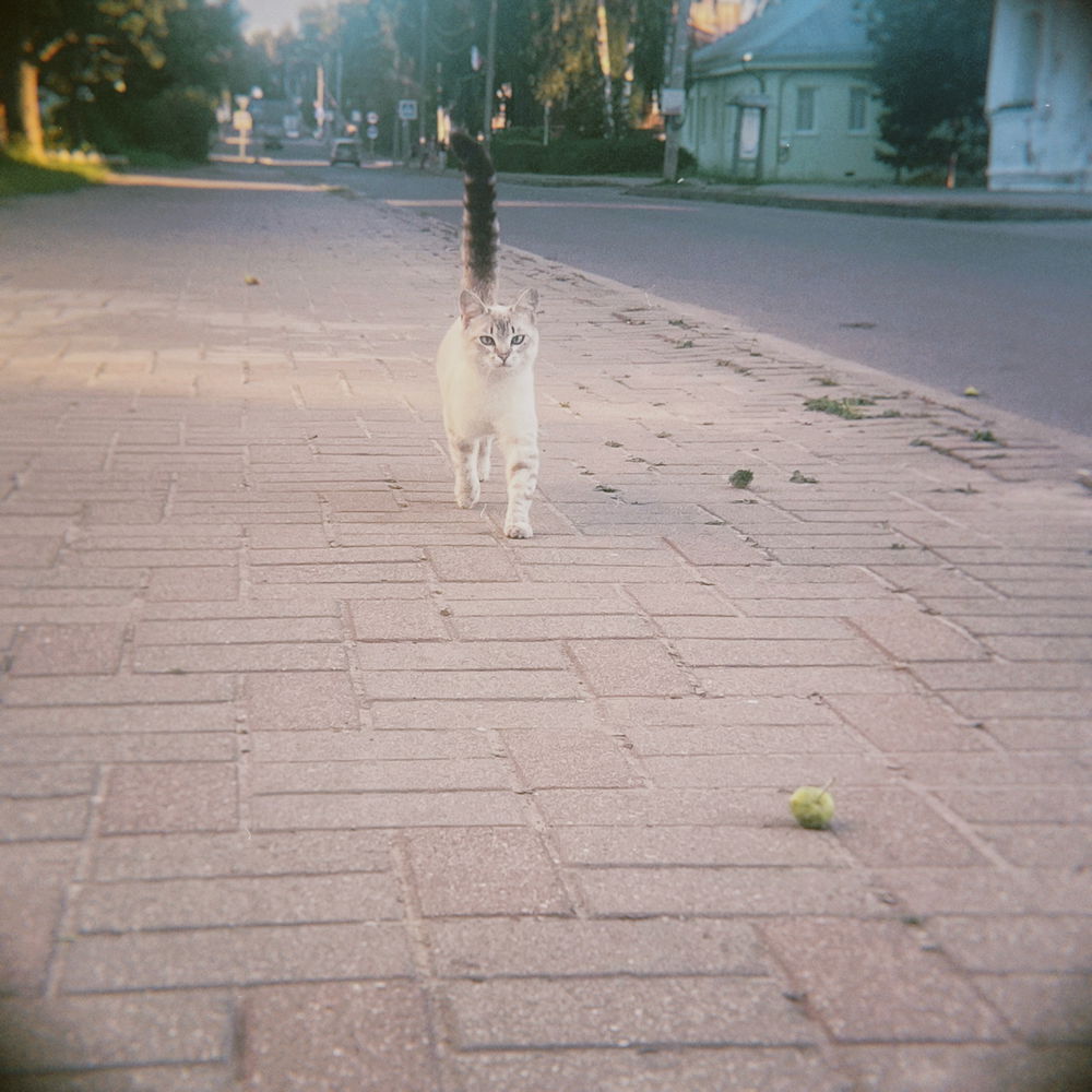 📷🐈