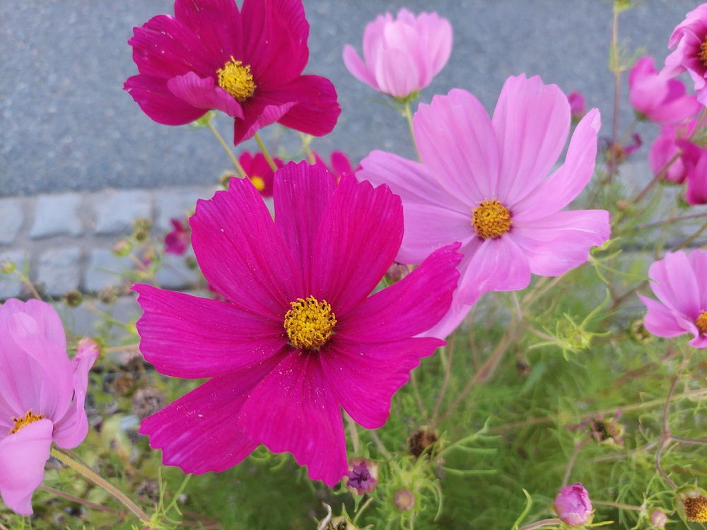 🌸🙂