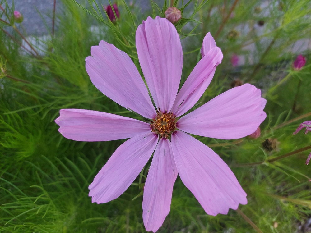 🌸🙂