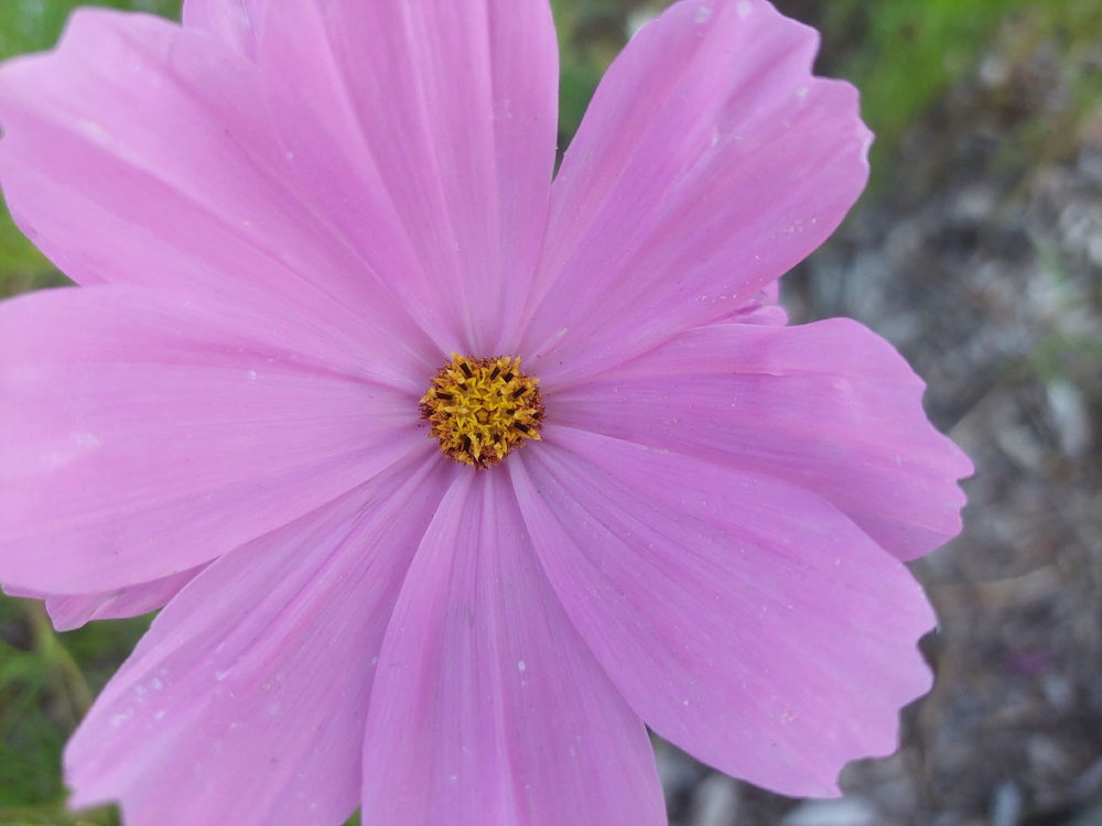 🌸🙂