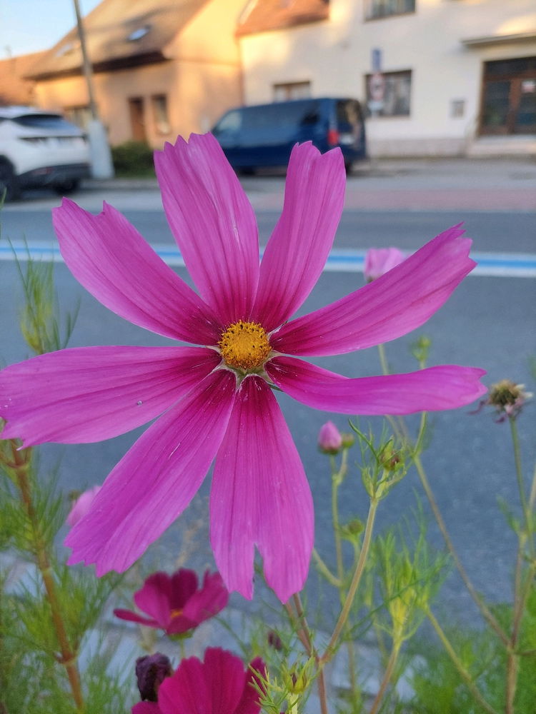 🌸🙂