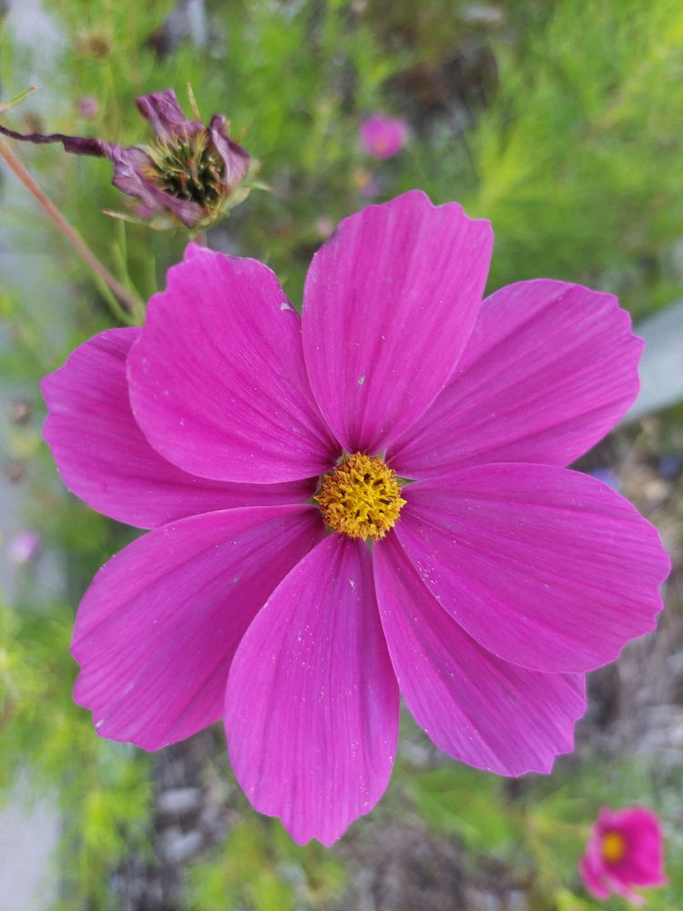 🌸🙂