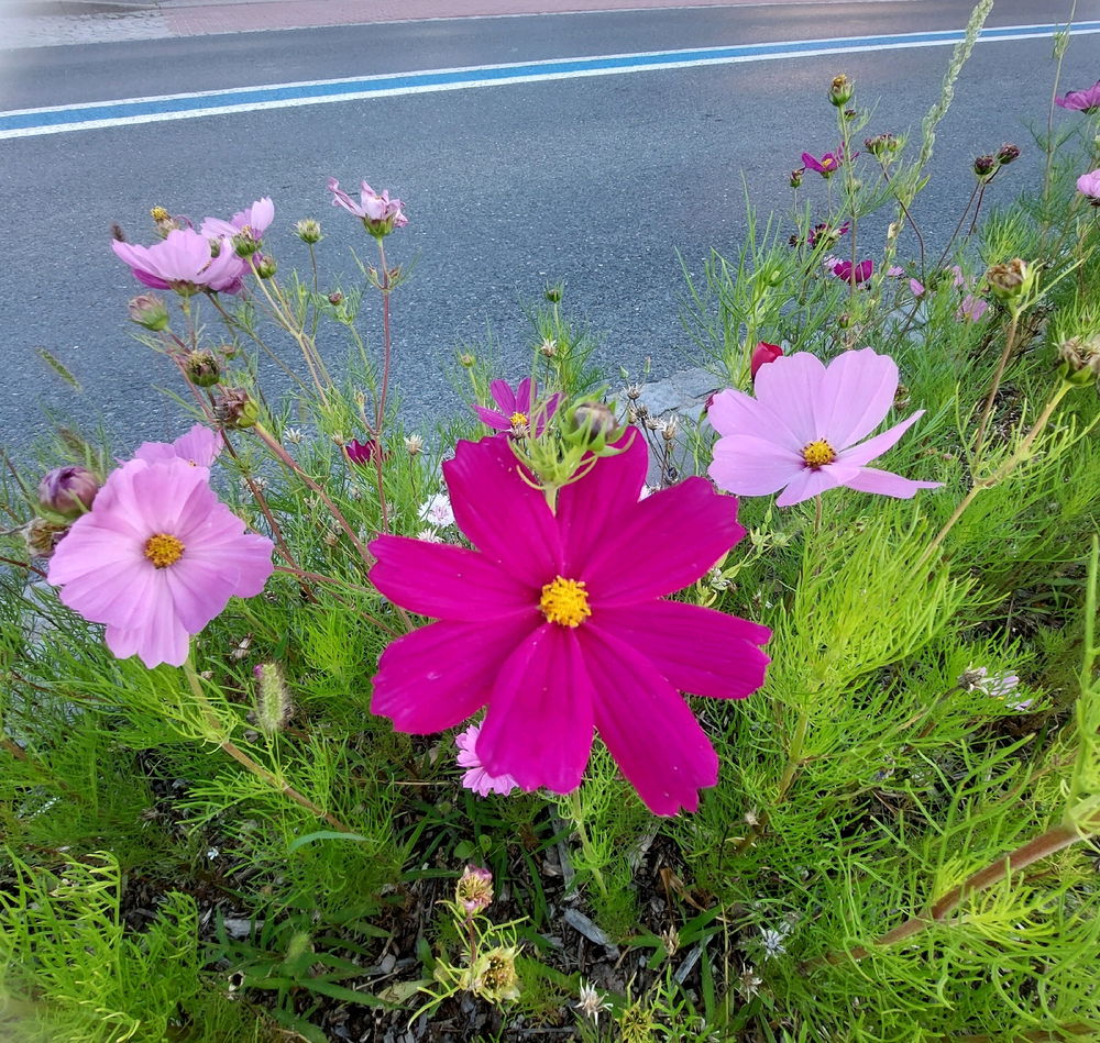 🌸🙂