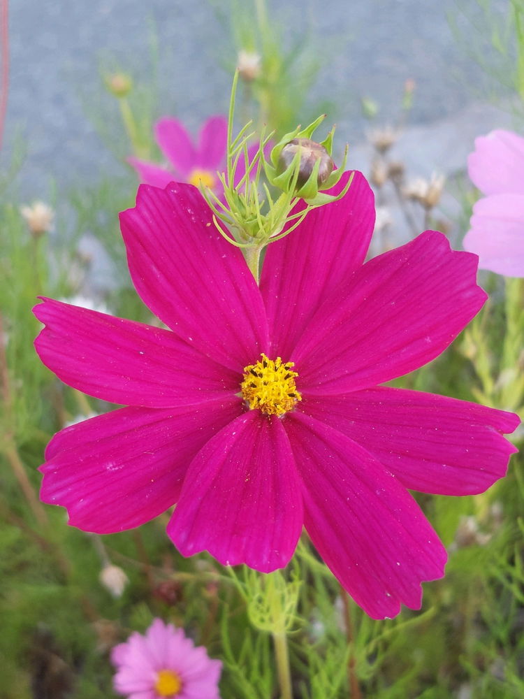🌸🙂