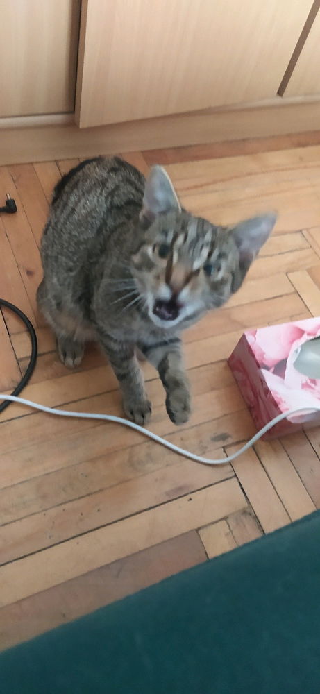 🙀