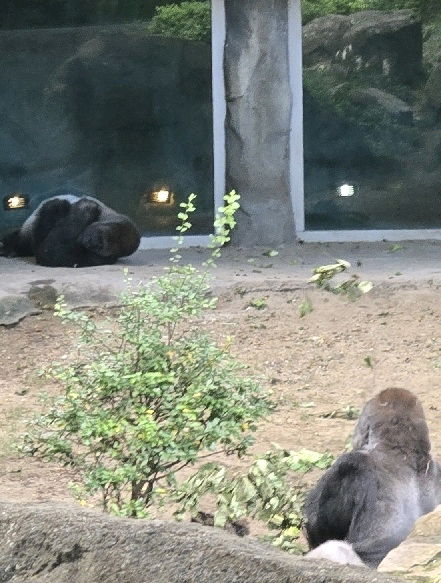 I wanted to capture the gorilla fishing