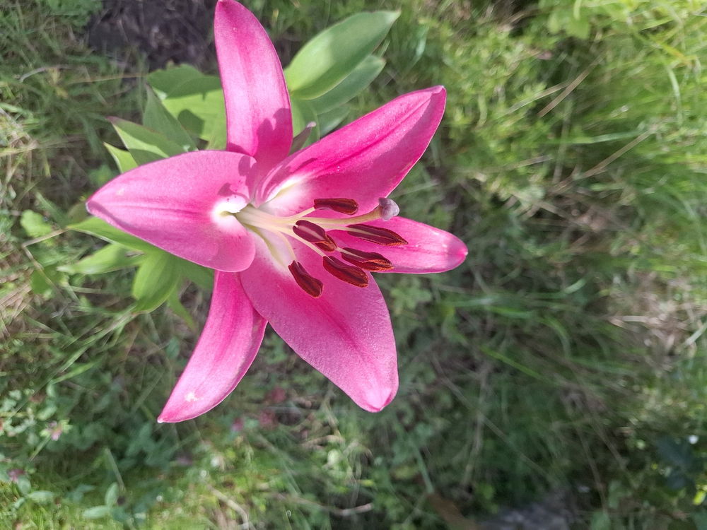 Traumhaft gerade die liebe Natur
