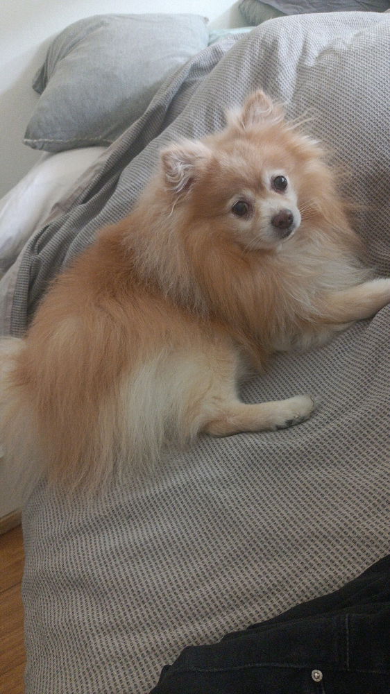 Digam quais são os vossos pets e os seus nomes.