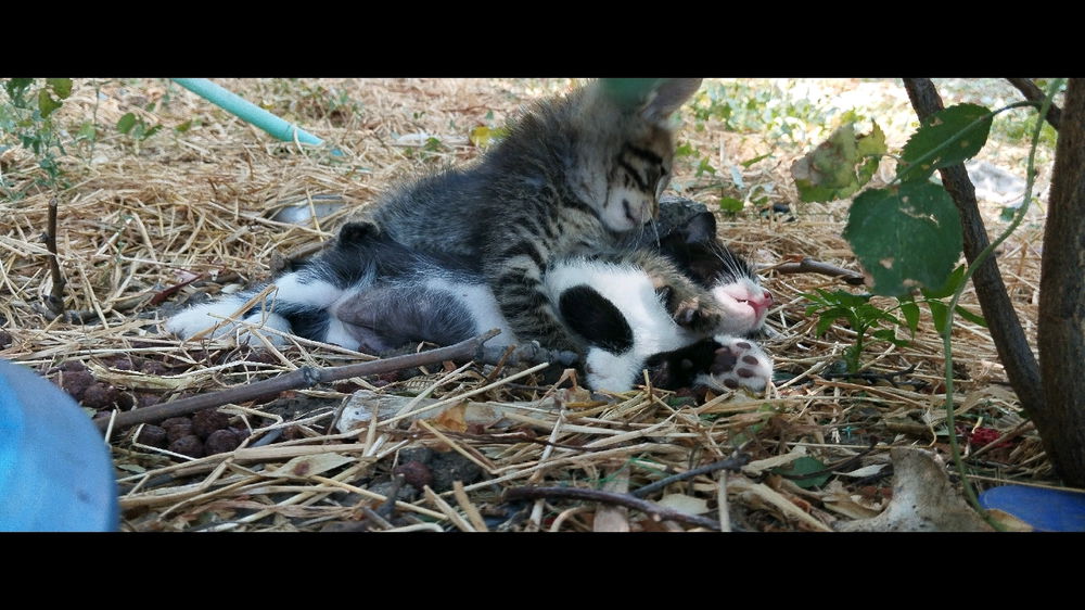 A Fight? Or Just Their Favorite Game?