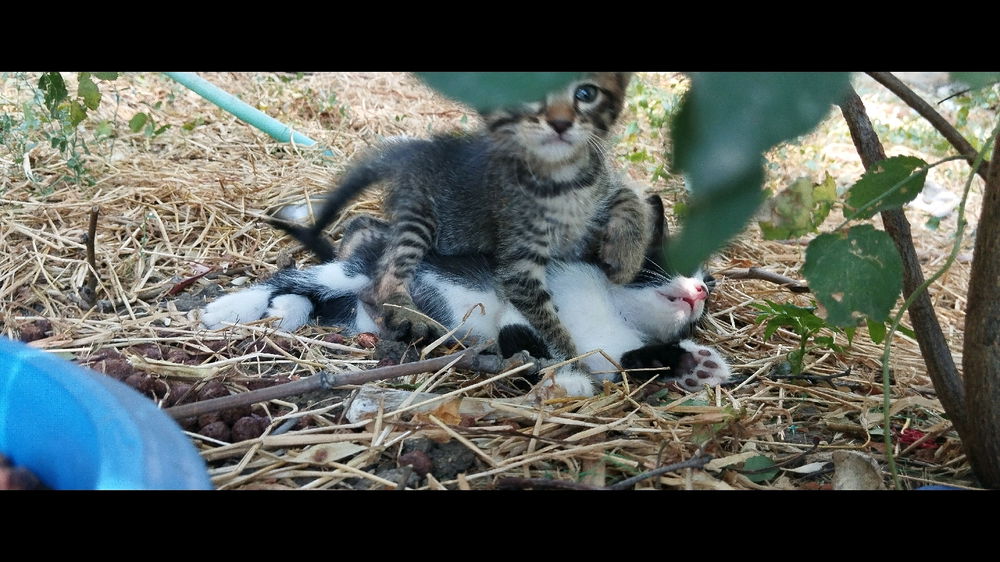 A Fight? Or Just Their Favorite Game?