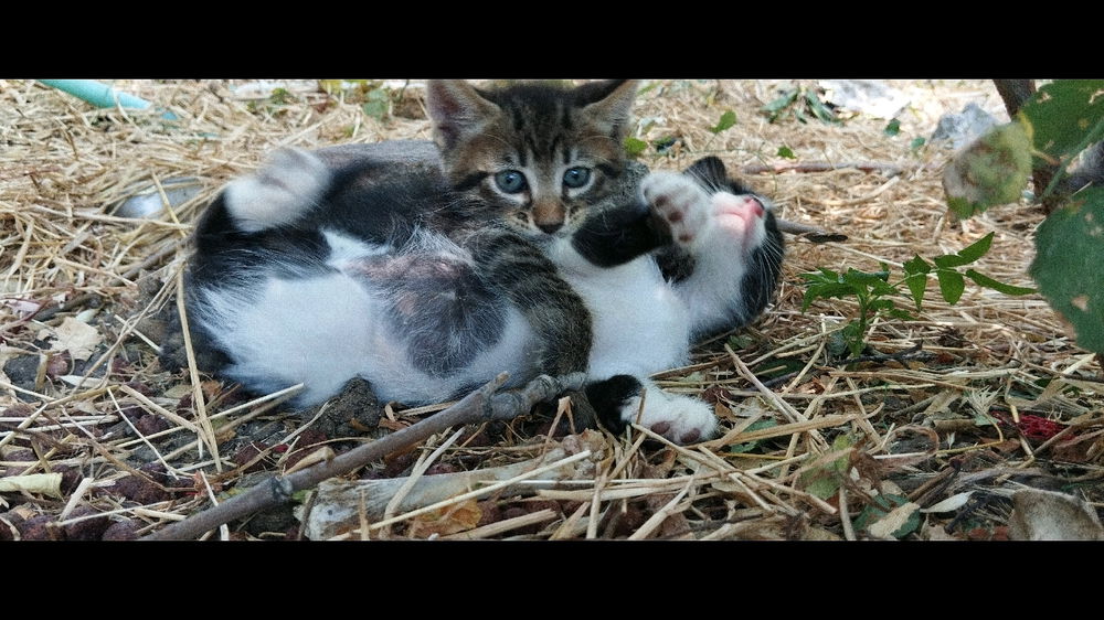 A Fight? Or Just Their Favorite Game?
