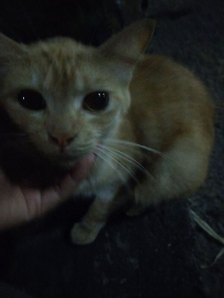 Kucing