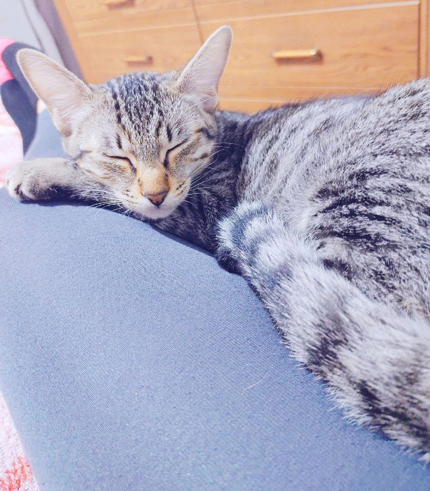 Paralisis felina.. 🥰