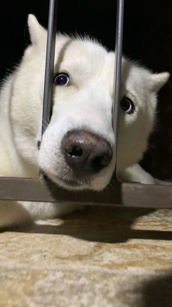 Com essa carinha… o que vocês acham que ele tá pedindo?