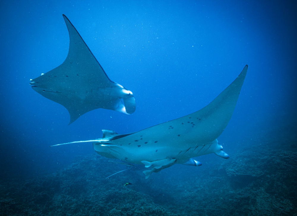 Majestic creatures feeding off the coast of Bora Bora