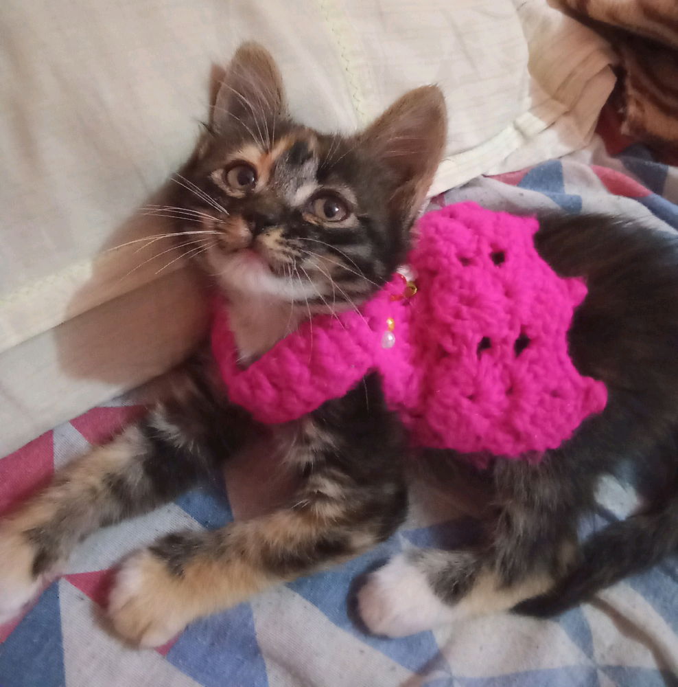 Minha nova gata
