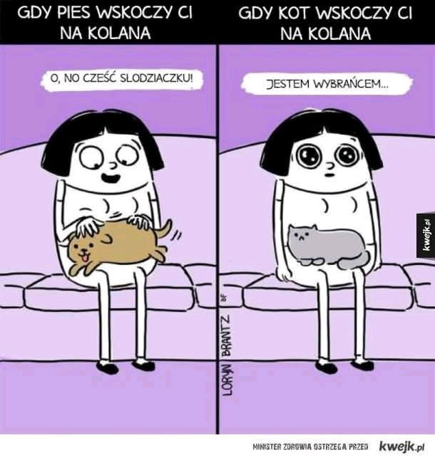 Przywilej