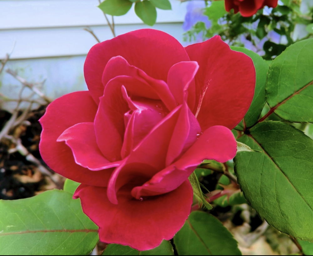 Roses are red 🌹