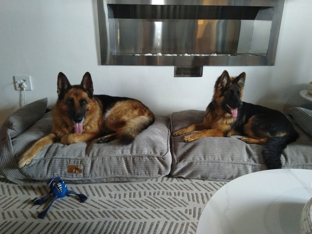 Dogs
