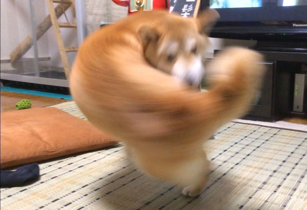Right hook dog