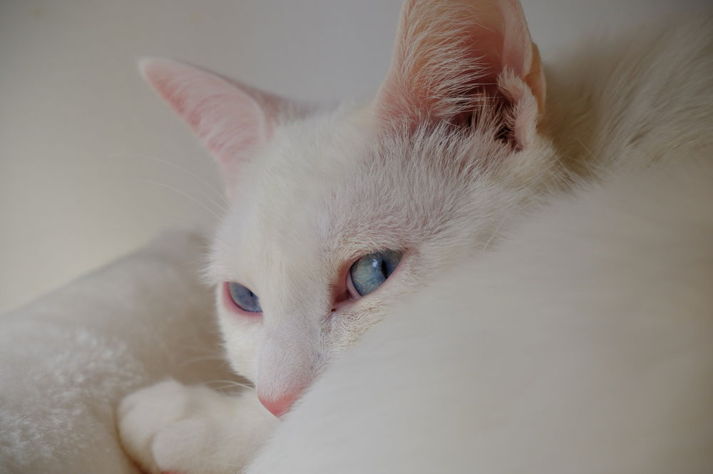 bro thinks he is a painting