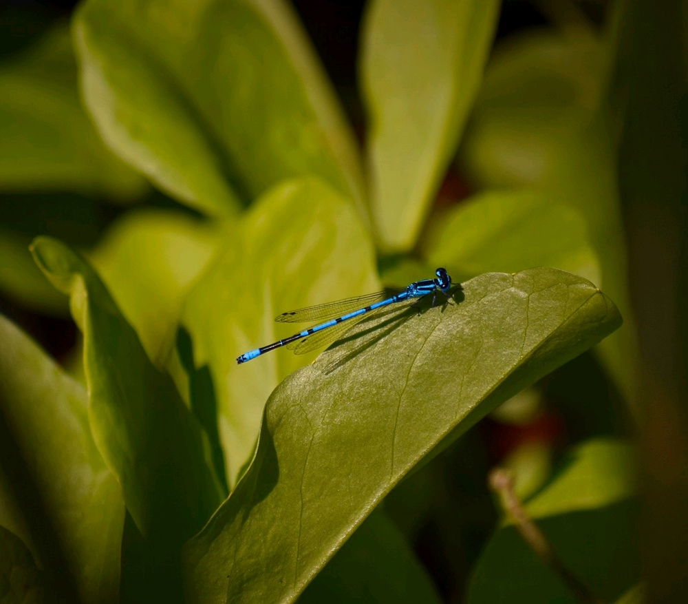 Agrion jouvencelle 💙