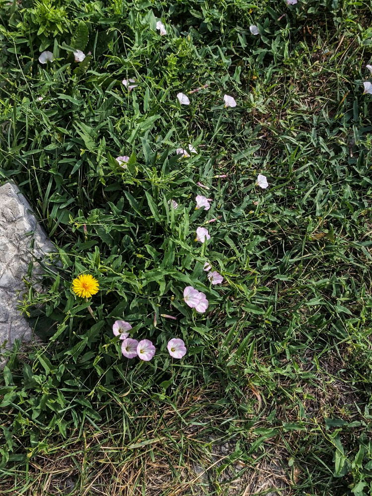 🏵
