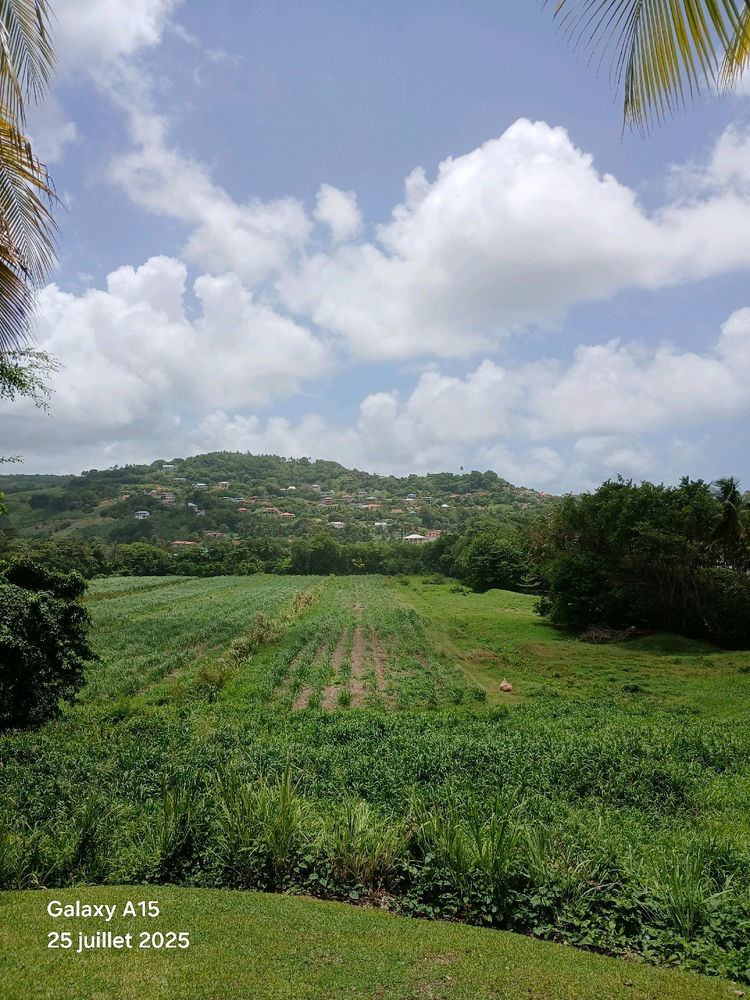 Madinina sun