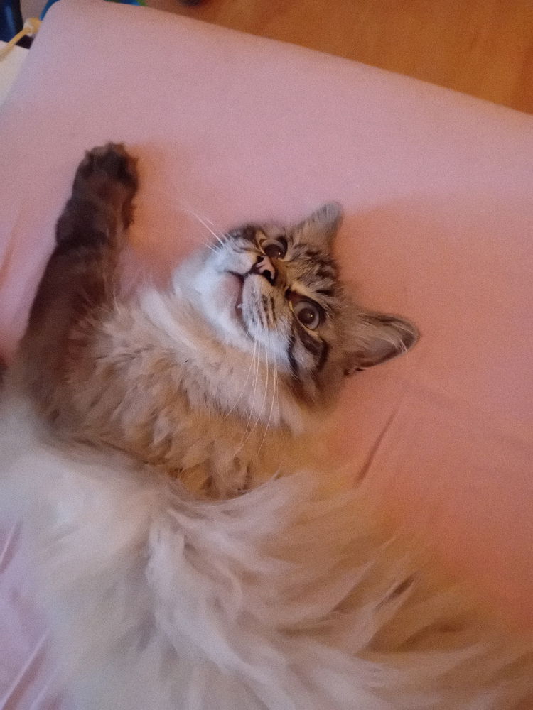 Mein Kater Lumpi sagt Hallo!