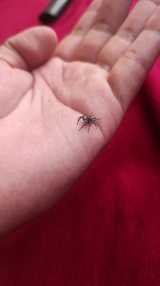 Araña saltarina