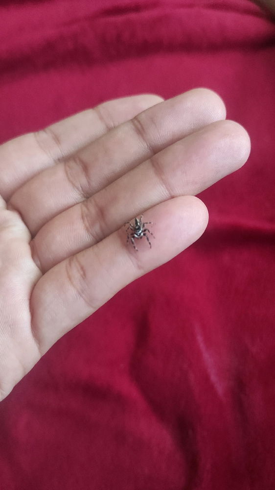 Araña saltarina