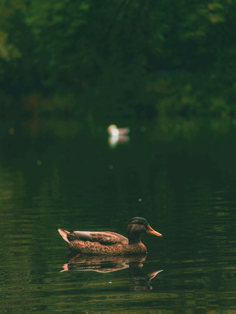 Duck the 2