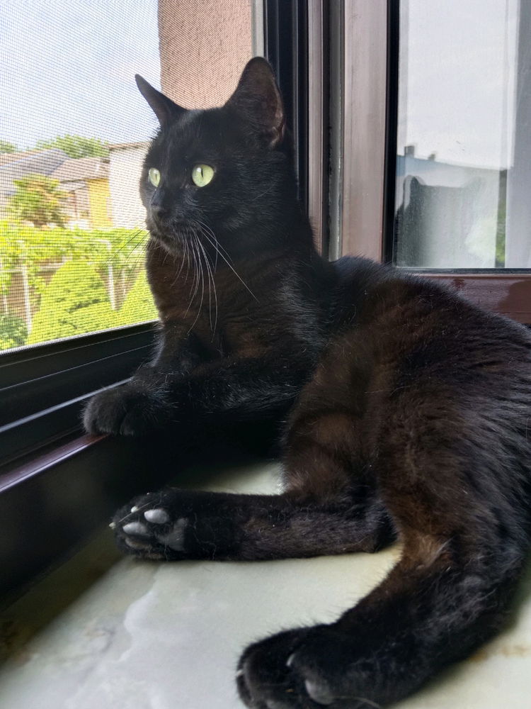 🐈‍⬛