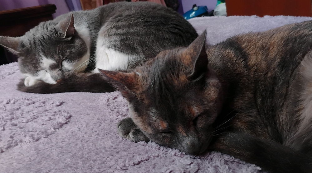 la siesta de miswa witas
