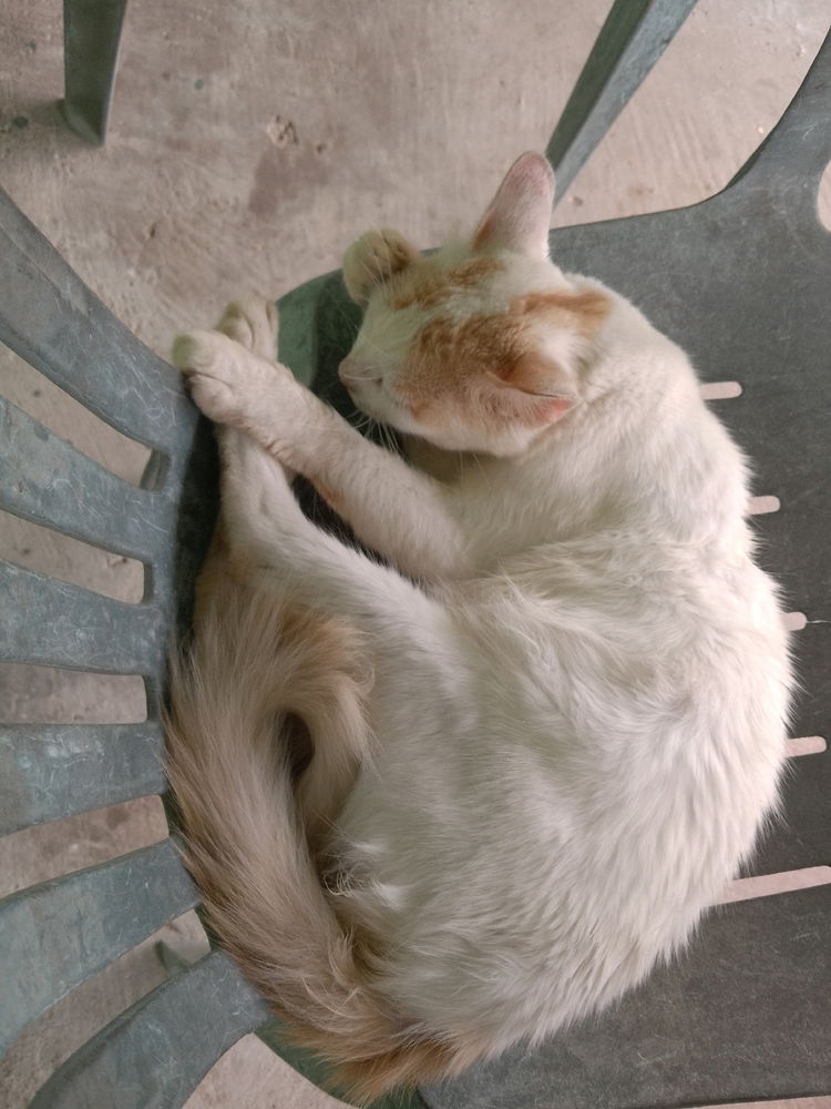 Mis dos gatos