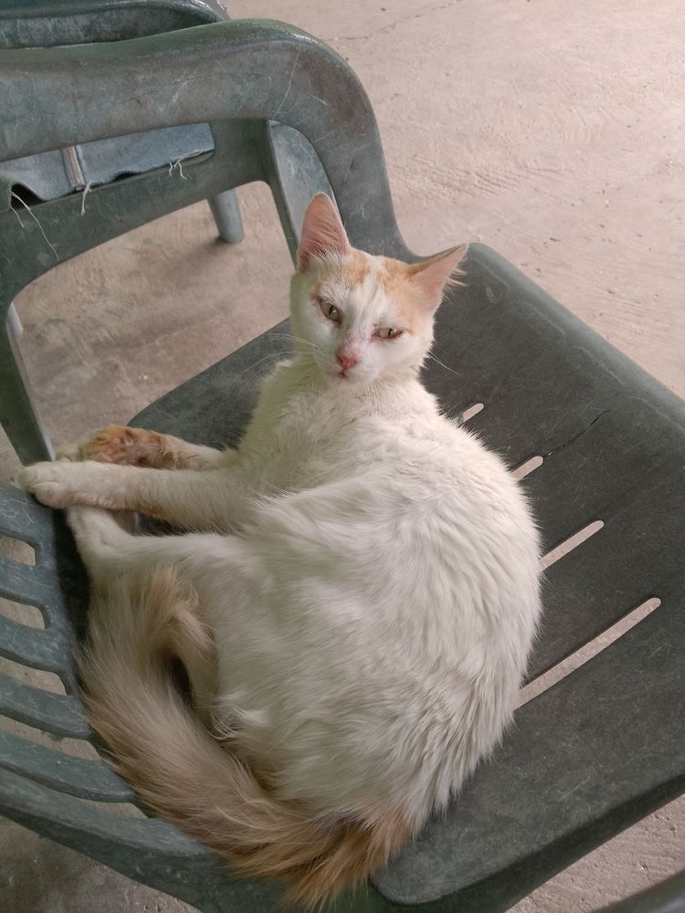 Mis dos gatos