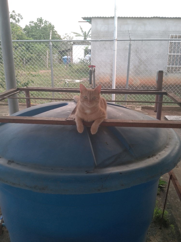 Mis dos gatos