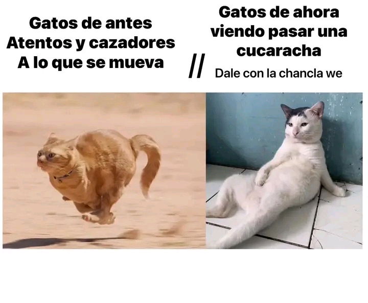Así son los míos