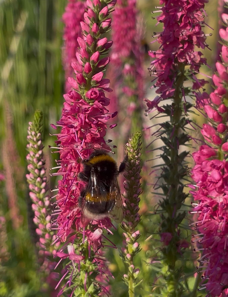 🐝🌸🌺