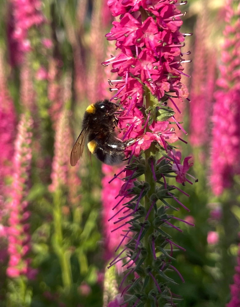 🐝🌸🌺