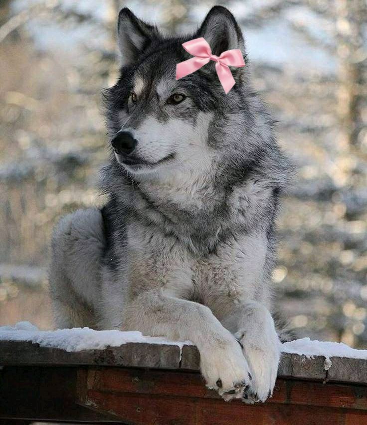 Cuál es su animal favorito?