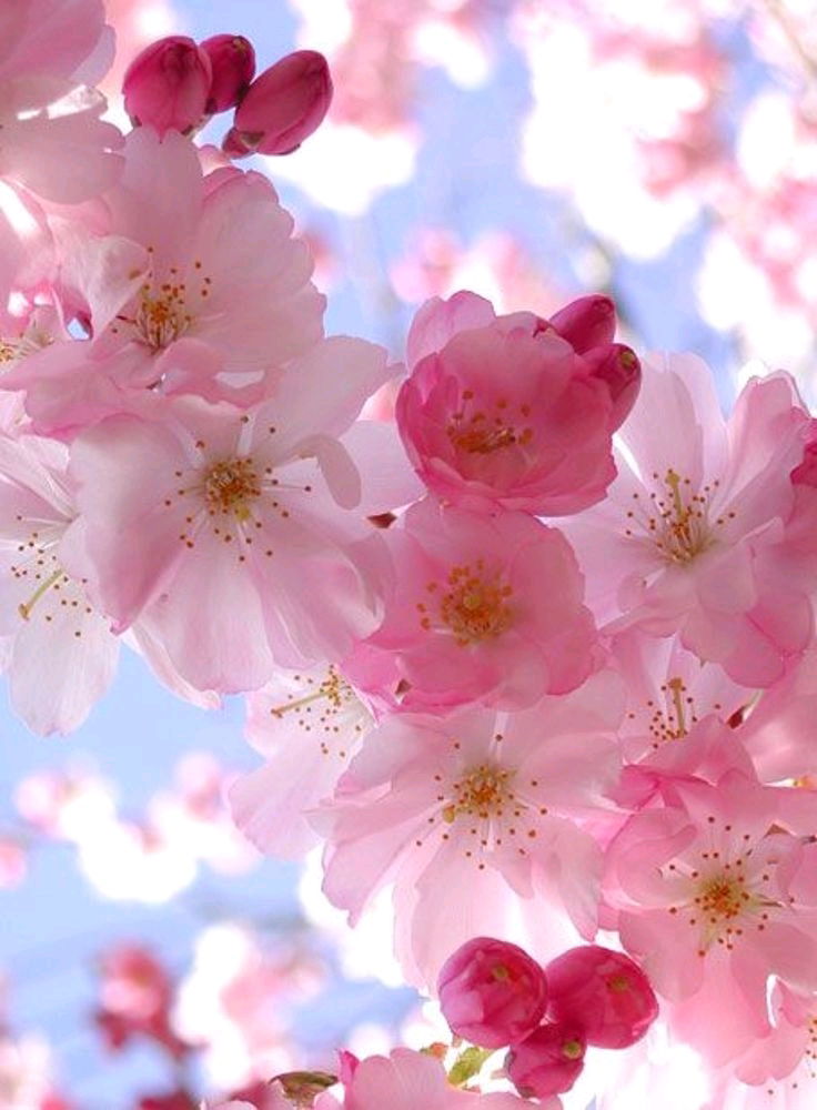 🌷