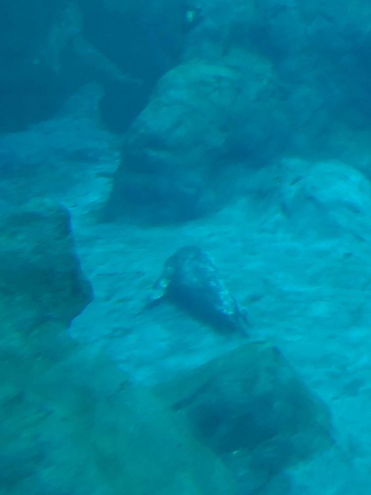 That's not a rock