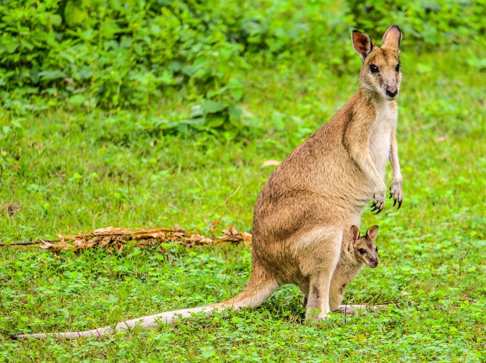 A wallaby with 2 heads 😄