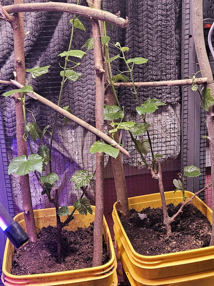 Grapes are coming along