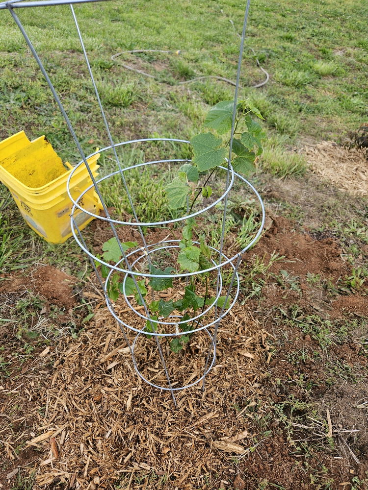 Grapes are coming along